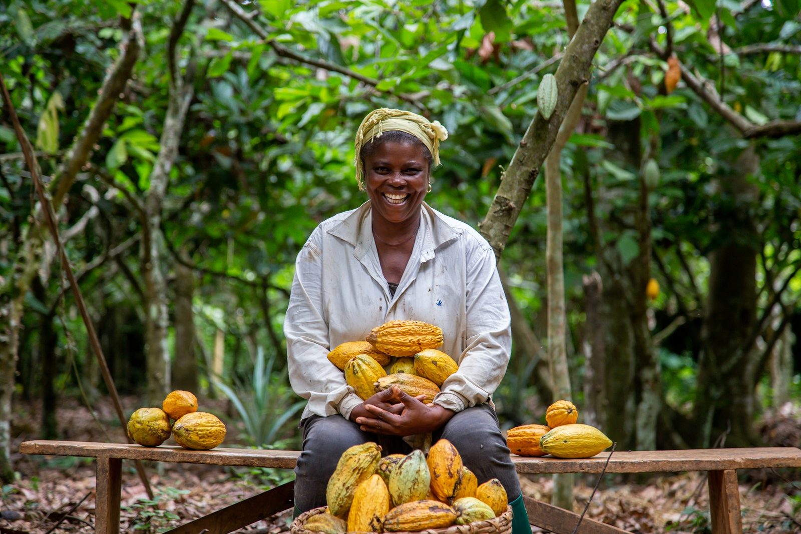 Smiling African cacao grower seated on a wooden bench in her grove, holding a stack of ripe golden cacao pods above a full basket