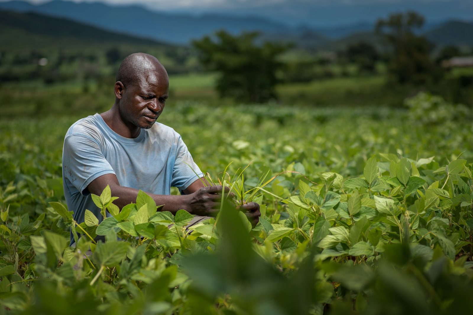 African farmer inspecting oilseed crop in a green field beneath mountains