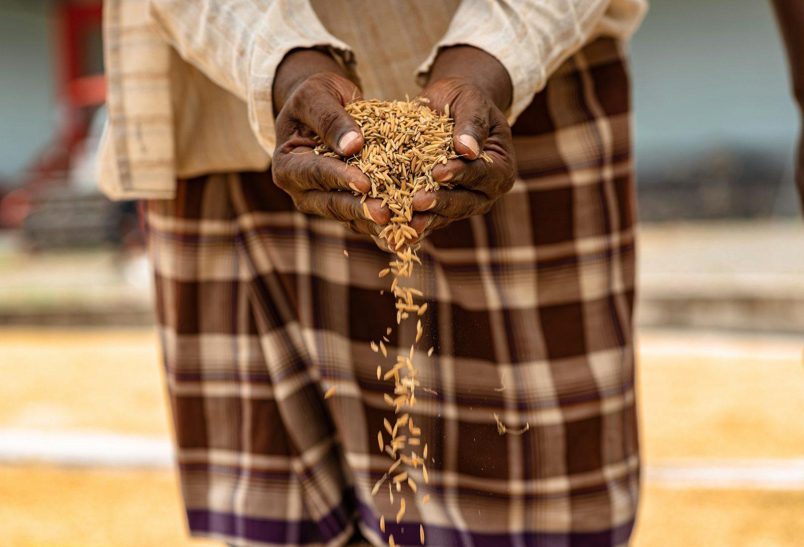 Farmer's hands holding harvested grain