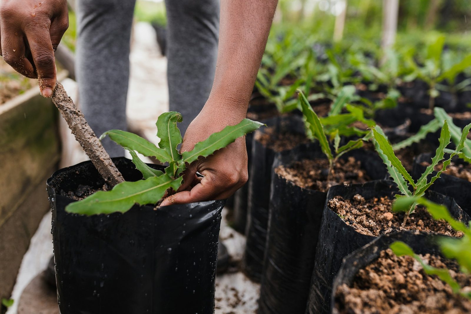 Worker's hands planting a green seedling into a soil-filled nursery bag