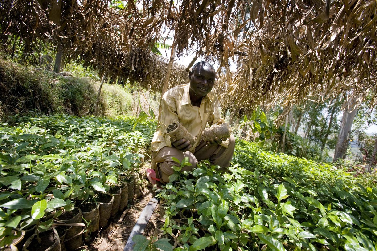 Man holding tree seedlings in a hillside nursery, Uganda